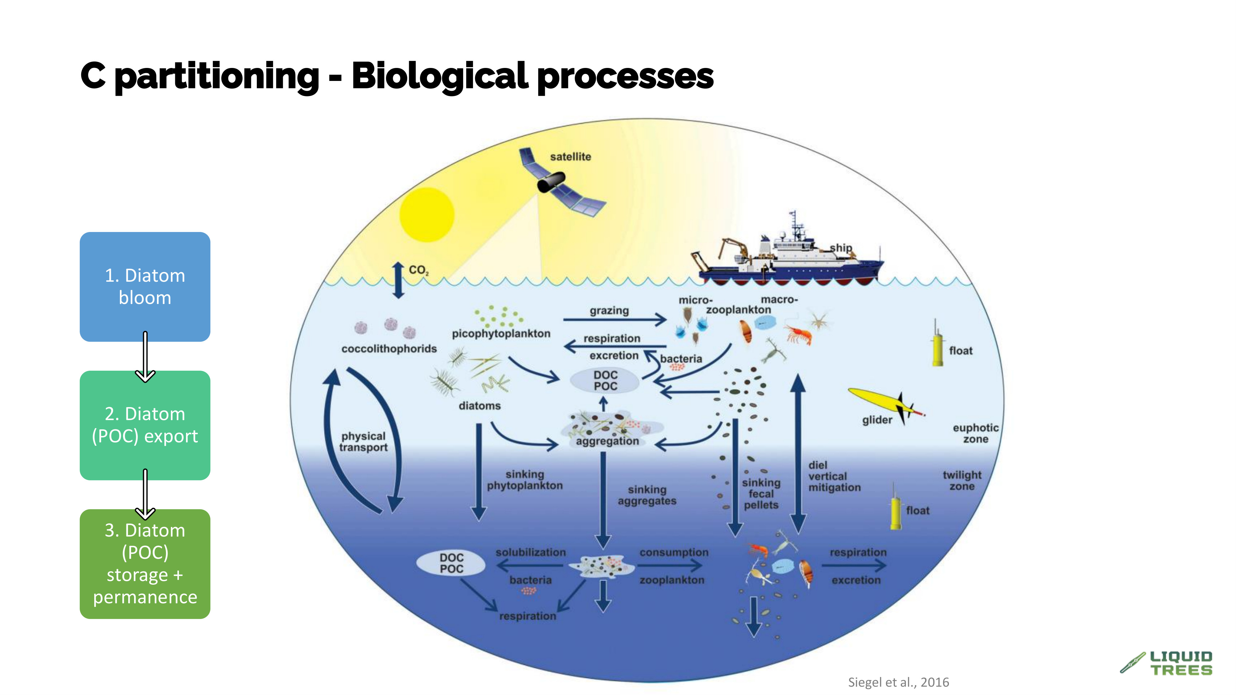Diagram of carbon partitioning from phytoplankton blooms including export to deep ocean